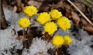 冰凌花是保护植物吗