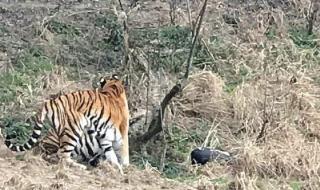 宁波动物园老虎咬人