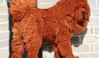 中国出售的最贵的动物排名 世界上最贵的藏獒