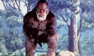 小豆长喙天蛾和蜂鸟鹰蛾的区别 天蛾人真的存在吗