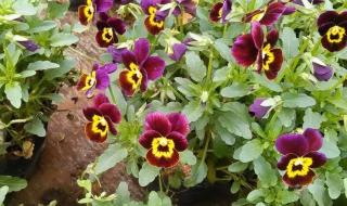 喜马拉雅山上的灵猴花是真的吗 辟谣喜马拉雅灵猴花