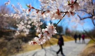 清明节北京动物园人多吗 北京清明节去哪里玩