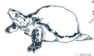 世界十大最恐怖的蛇 世界上最吓人的乌龟