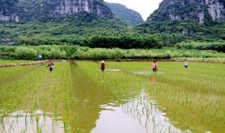 田的组词一年级 田间欢顾来的第一次